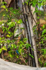 lizard-9.jpg