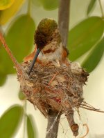 Hummer5.jpg
