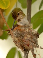Hummer10.jpg