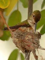 Hummer12.jpg