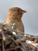 Towhee5.jpg
