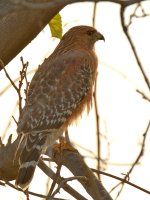 Hawk.jpg