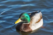 DSC_3242.jpg
