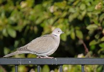 DSC_3274.jpg