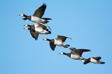 DSC_3303.jpg