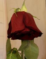 DSC_6776.jpg