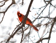 DSC_1085.jpg