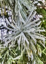 frozen1-2.jpg