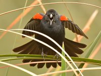 Blackbird2.jpg