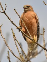 Hawk11.jpg
