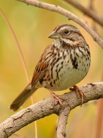SongSparrow2.jpg