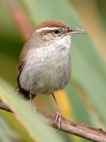 Wren2.jpg
