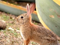 Rabbit.jpg