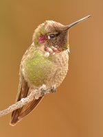 Hummer3.jpg