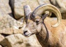 21 February - Desert Big Horn Sheep.jpg