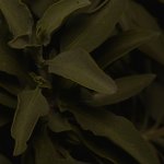 Leaves.jpg