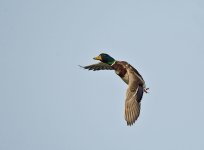 DSC_3384.jpg