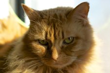 D70Mix 300.jpg