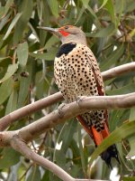 Flicker.jpg
