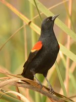 Blackbird.jpg