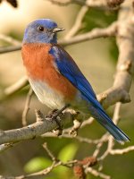 Bluebird6.jpg