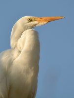 Egret4.jpg