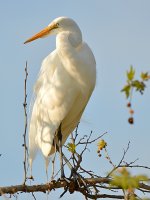 Egret2.jpg