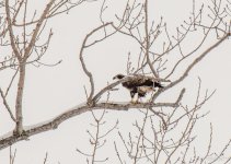 Day 53 of 365-2015-7227.jpg