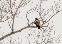 Day 53 of 365-2015-7239.jpg