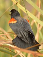 Blackbird2_2015_02_22.jpg