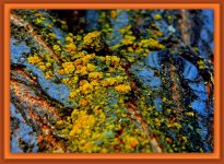 Bark with Lichen.jpg