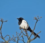 DSC_3518.jpg