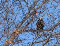 Day 54 of 365-2015-7266.jpg