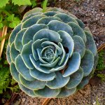 Succulent.jpg