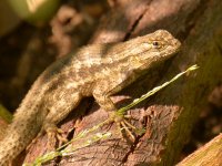 Lizard.jpg