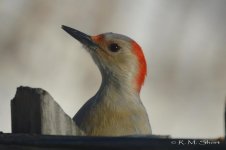 Red-bellied Woodpecker 022315 09.jpg