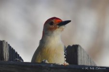 Red-bellied Woodpecker 022315 12.jpg
