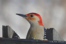 Red-bellied Woodpecker 022315 13.jpg