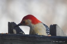 Red-bellied Woodpecker 022315 14.jpg