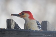 Red-bellied Woodpecker 022315 15.jpg