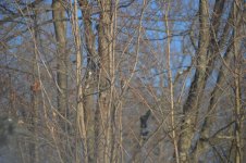 Red-bellied Woodpecker 022315 01.jpg