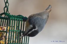 Nuthatch 022315 21.jpg