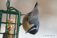 Nuthatch 022315 28.jpg