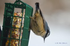 Nuthatch 022315 38.jpg