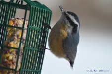 Nuthatch 022315 39.jpg