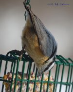 Nuthatch 022315 41.jpg