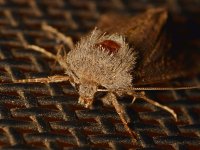 Moth2.jpg