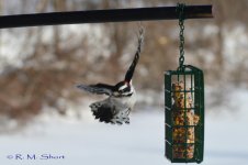 Downy Woodpecker 022315 02.jpg