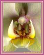 Purple and Yellow Orchid Close Up.jpg