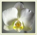 White Orchid.jpg